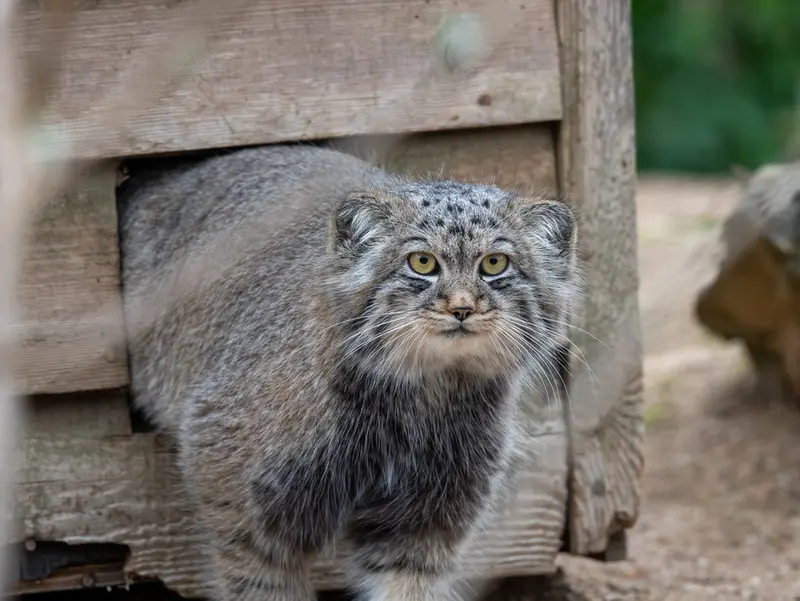 A photograph of Altai in Port Lympne Wild Animal Park