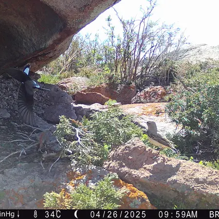 A photograph of a Pallas's cat from Shubaraigyr camera trap