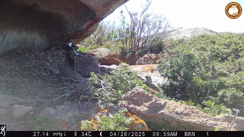 A photograph of a Pallas's cat from Shubaraigyr camera trap