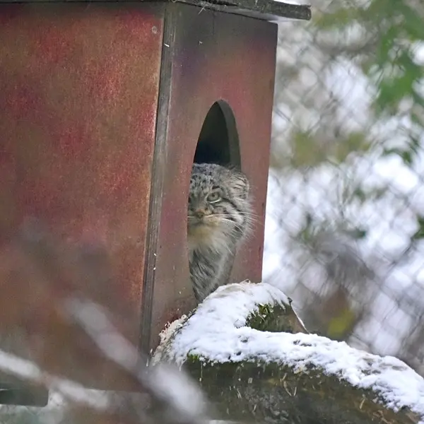 A photograph of Batu in Opel Zoo