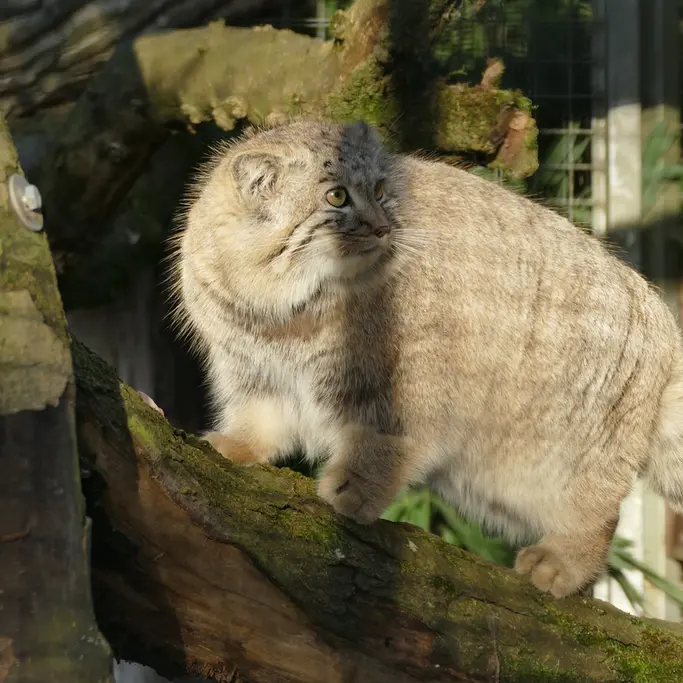A photograph of Arthur in Neuwied Zoo