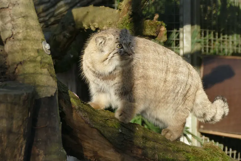 A photograph of Arthur in Neuwied Zoo