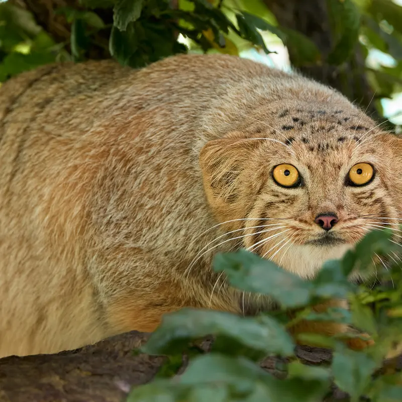 A photograph of Manó in Yerevan Zoo