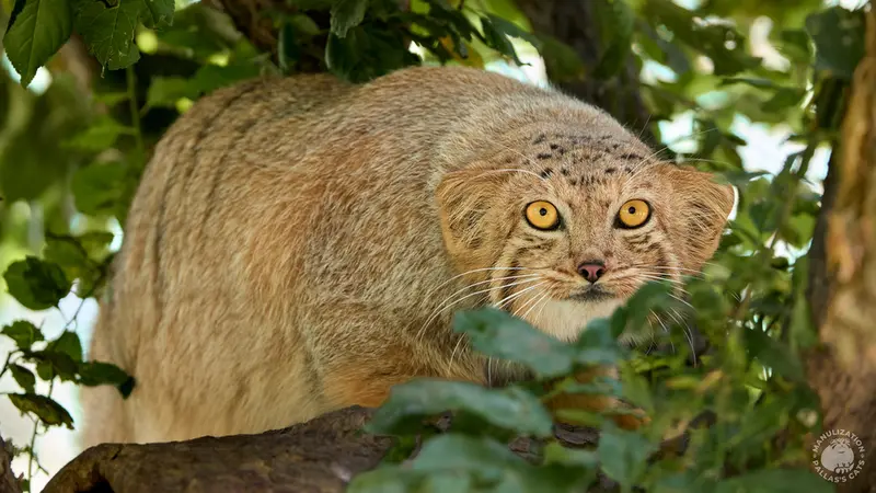 A photograph of Manó in Yerevan Zoo