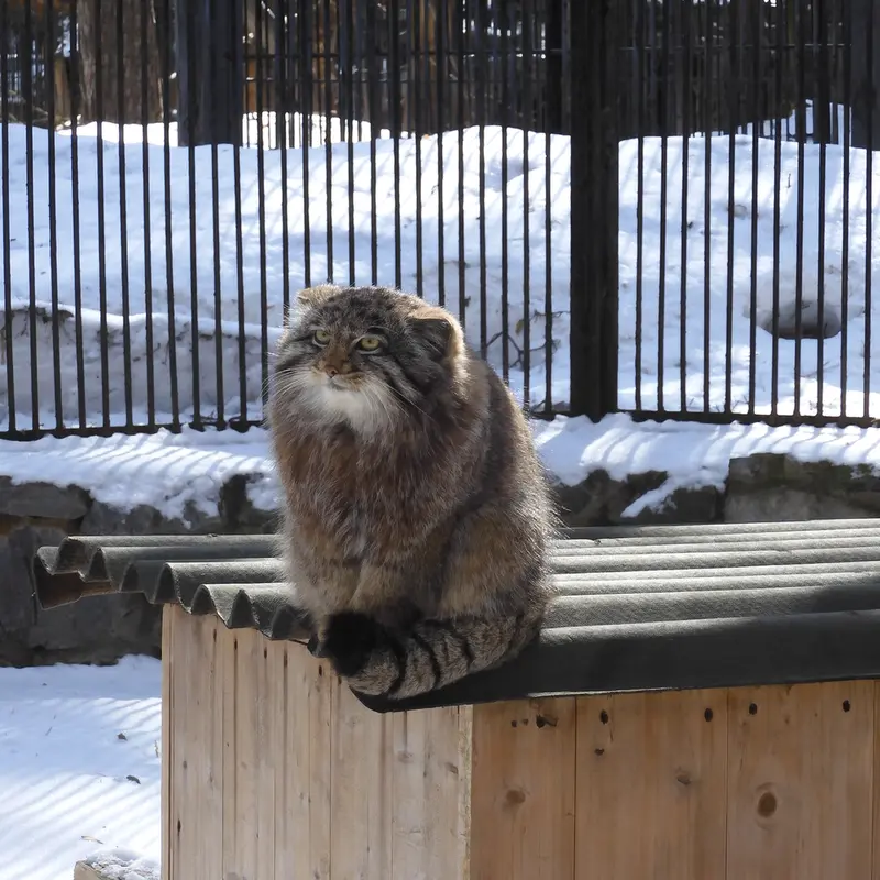 A photograph of Grey in Novosibirsk Zoo