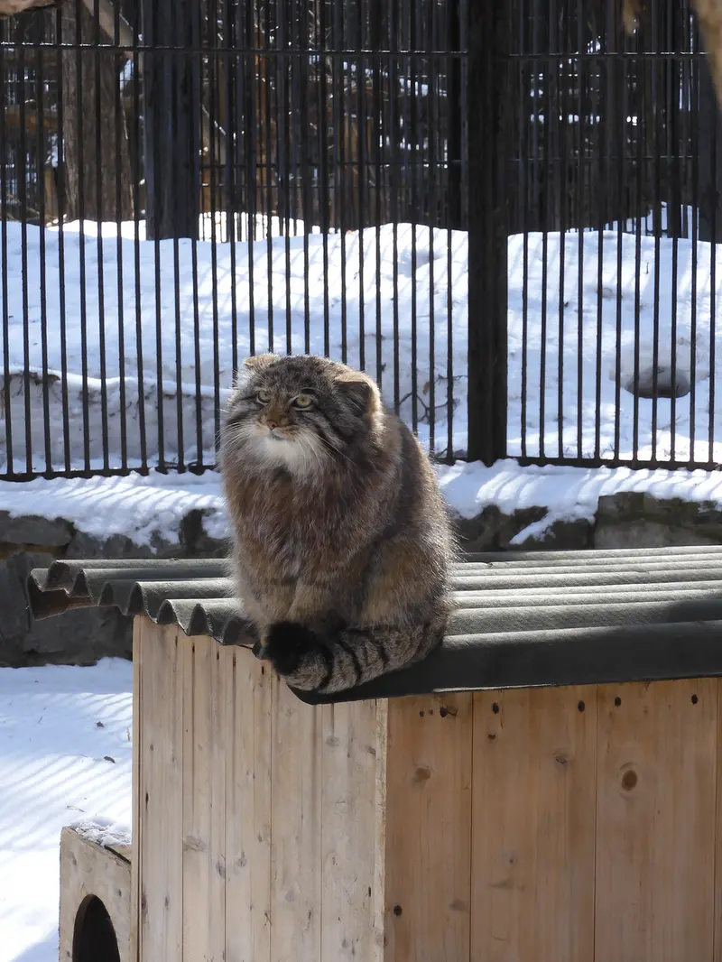A photograph of Grey in Novosibirsk Zoo