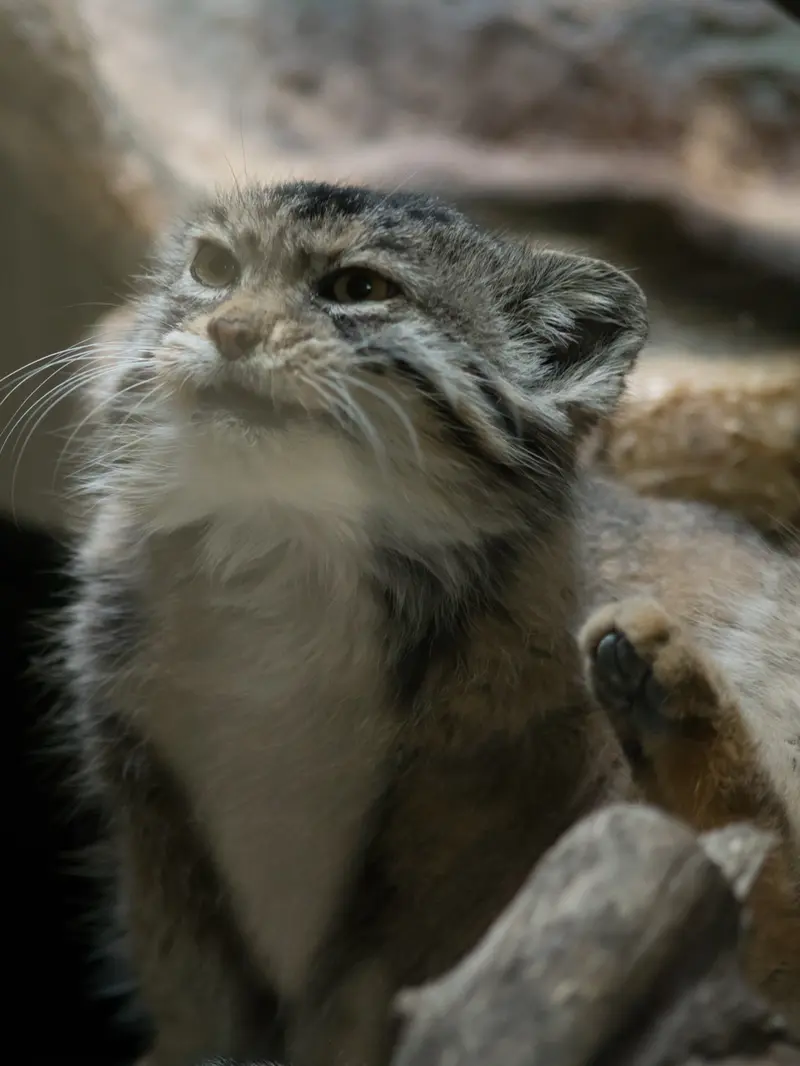 A photograph of Primula in Ueno Zoological Gardens
