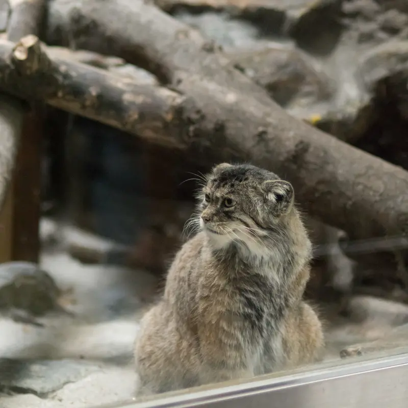A photograph of Primula in Ueno Zoological Gardens