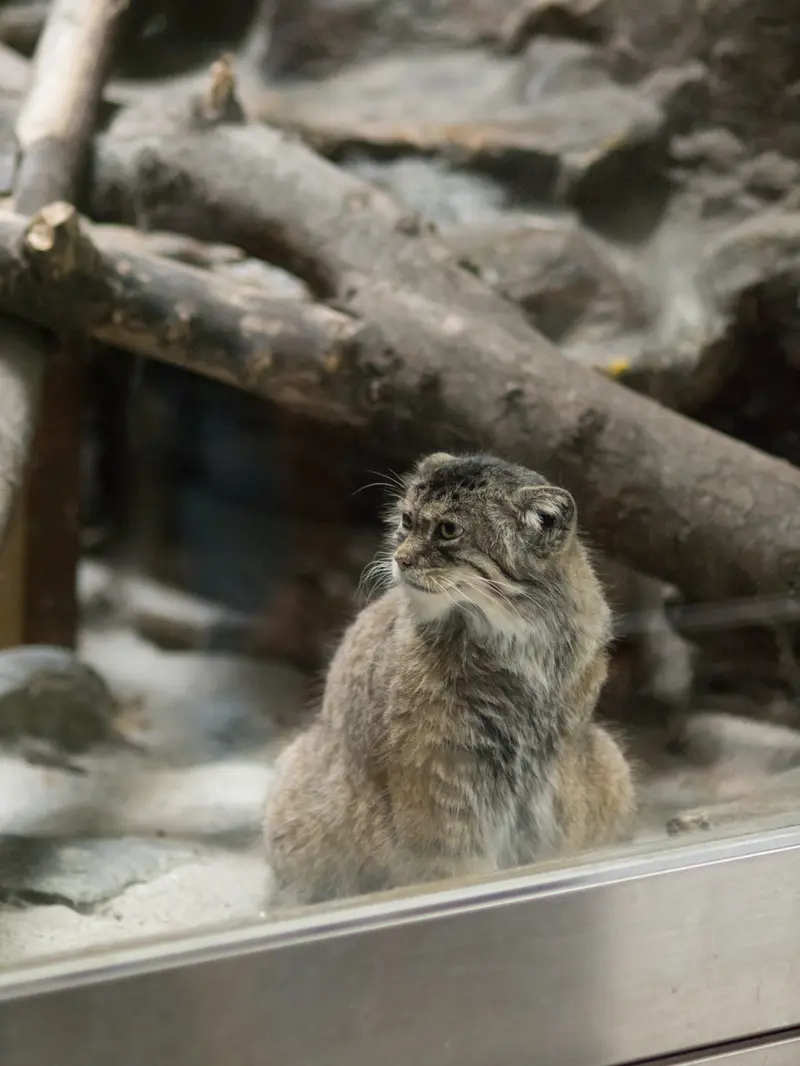 A photograph of Primula in Ueno Zoological Gardens