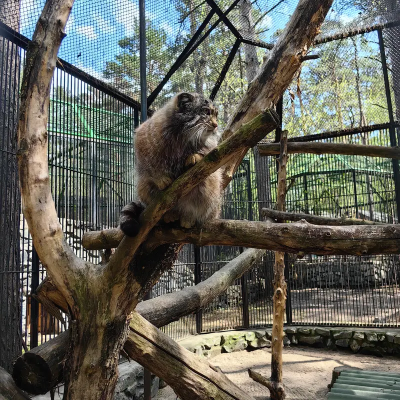 A photograph of Grey in Novosibirsk Zoo