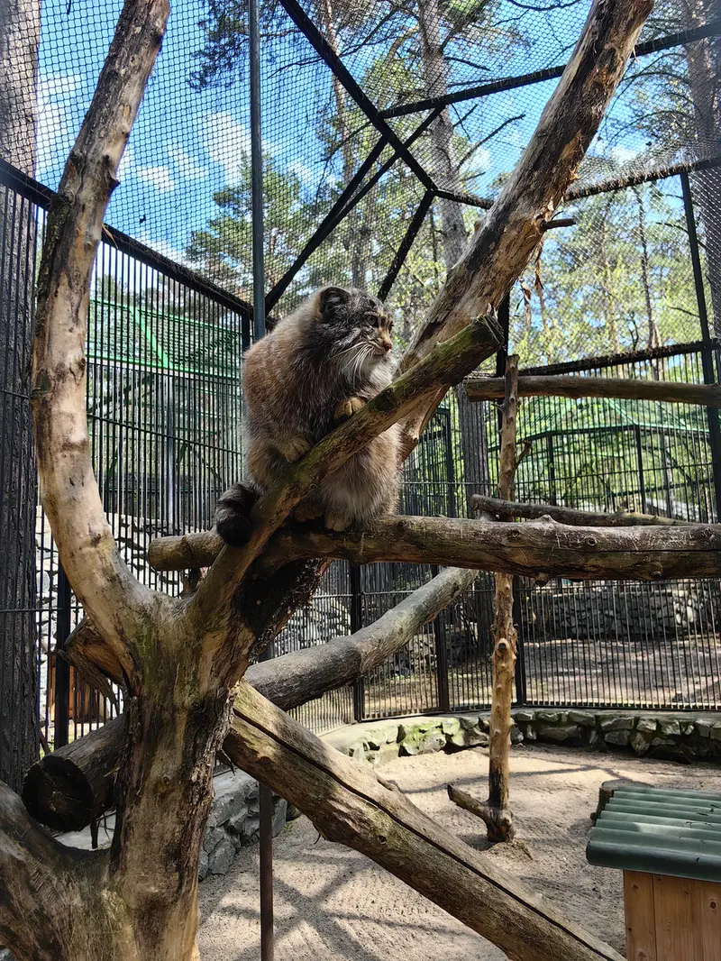 A photograph of Grey in Novosibirsk Zoo