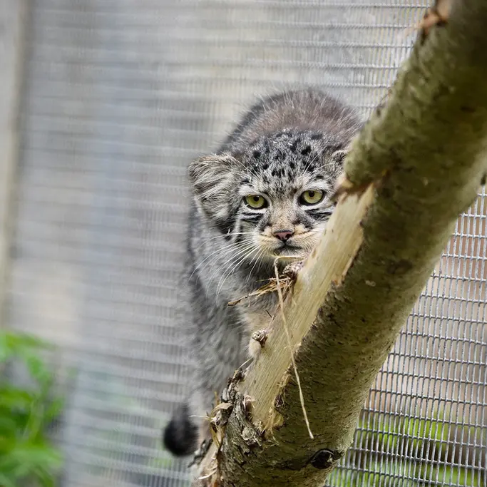 A photograph of a Pallas's cat in Port Lympne Wild Animal Park