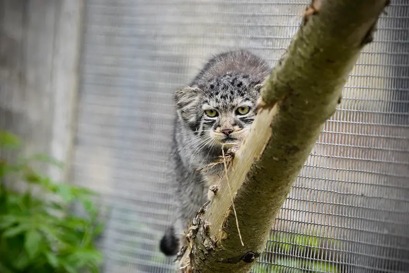 A photograph of a Pallas's cat in Port Lympne Wild Animal Park