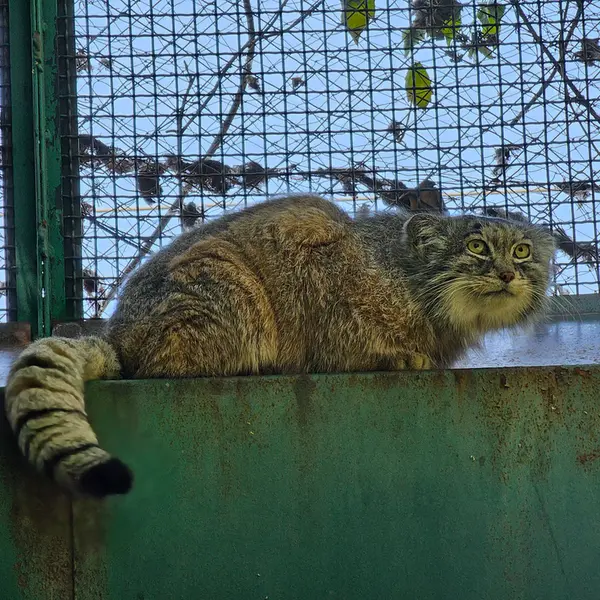 A photograph of Bohus in Budapest Zoo &amp; Botanical Garden