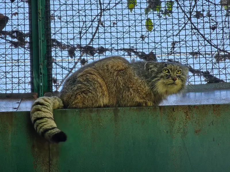 A photograph of Bohus in Budapest Zoo &amp; Botanical Garden