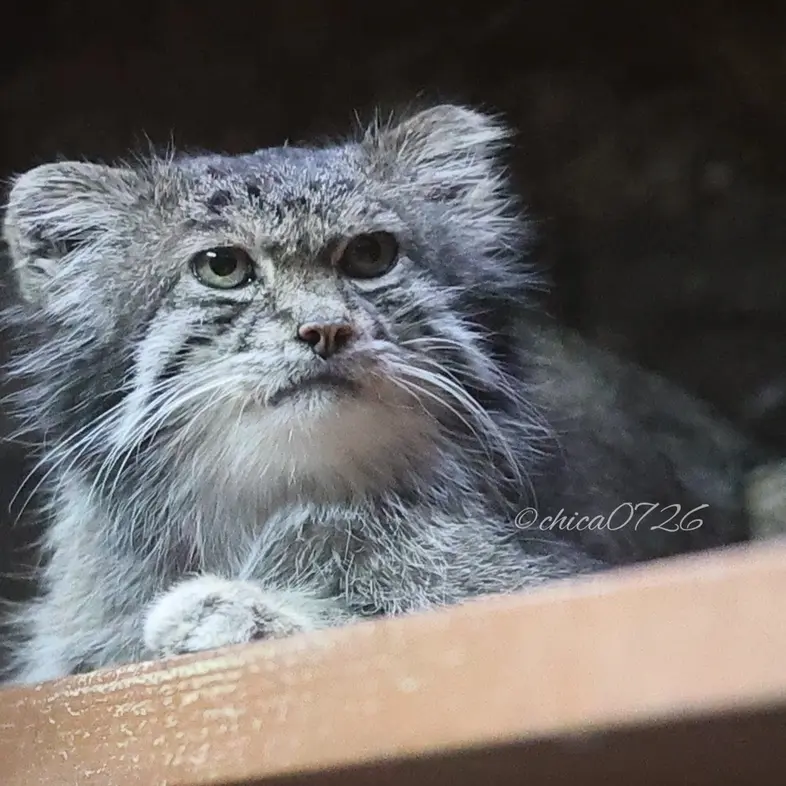 A photograph of Klyon in Ueno Zoological Gardens
