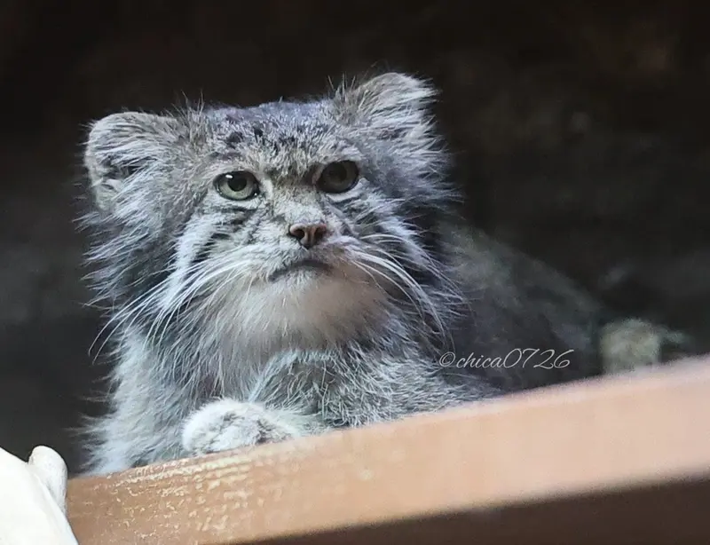 A photograph of Klyon in Ueno Zoological Gardens