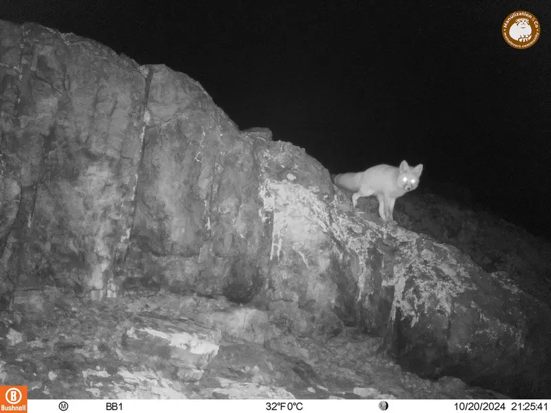 A photograph of Red fox from Aktas-Kunkora camera trap