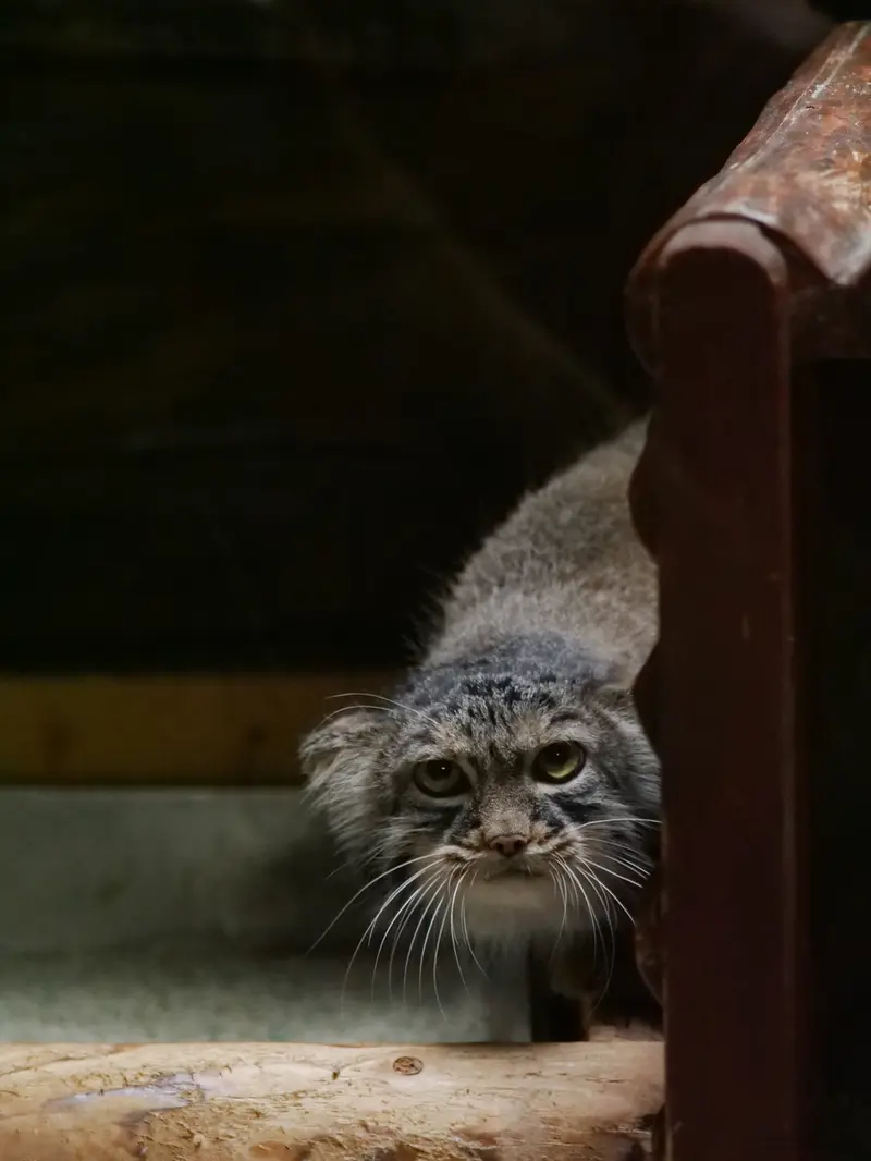 A photograph of Shafran in Ueno Zoological Gardens