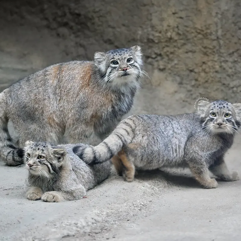 A photograph of Az, San, and Komorebi in Kobe Animal Kingdom