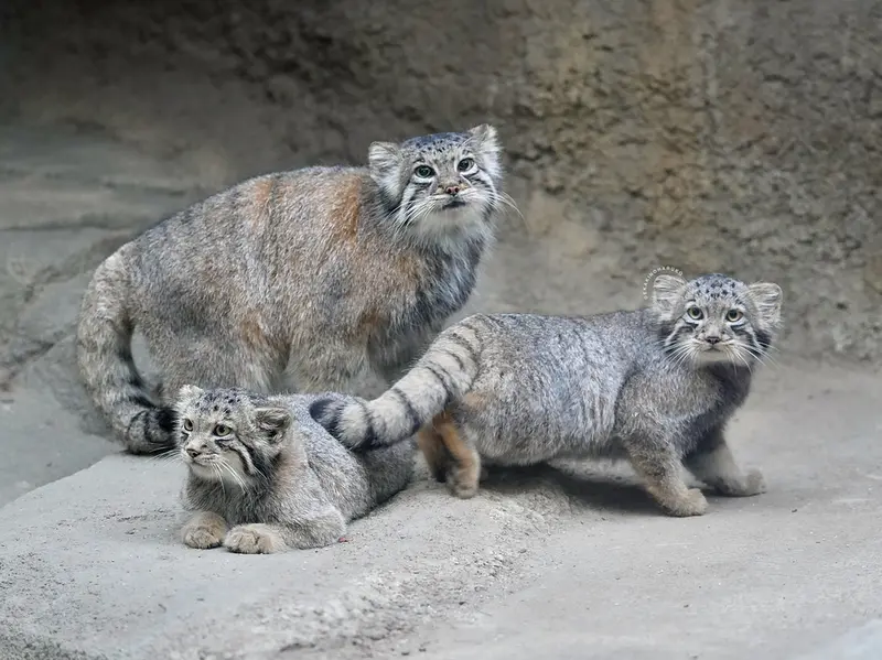 A photograph of Az, San, and Komorebi in Kobe Animal Kingdom