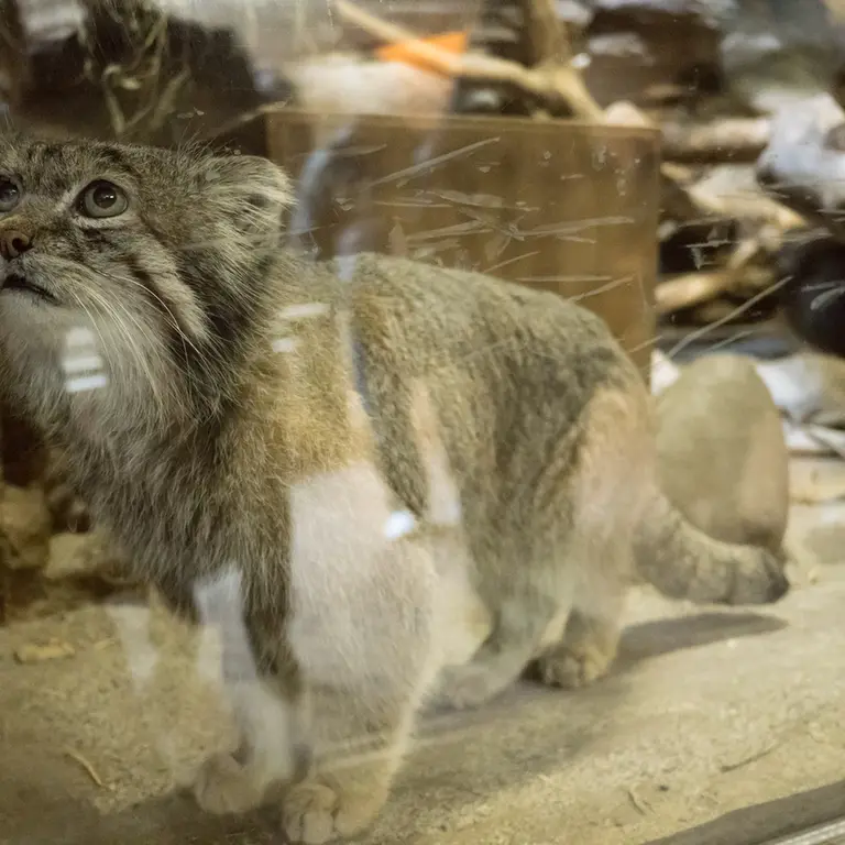 A photograph of Klyon in Ueno Zoological Gardens