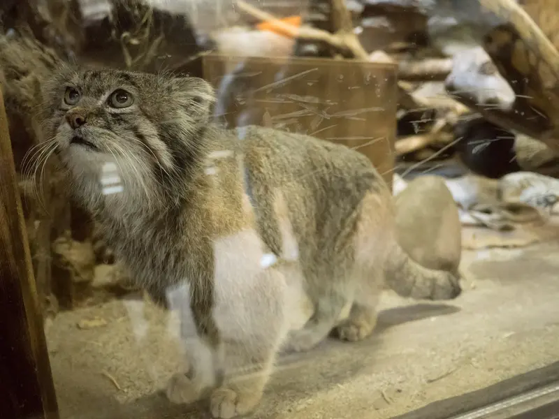 A photograph of Klyon in Ueno Zoological Gardens
