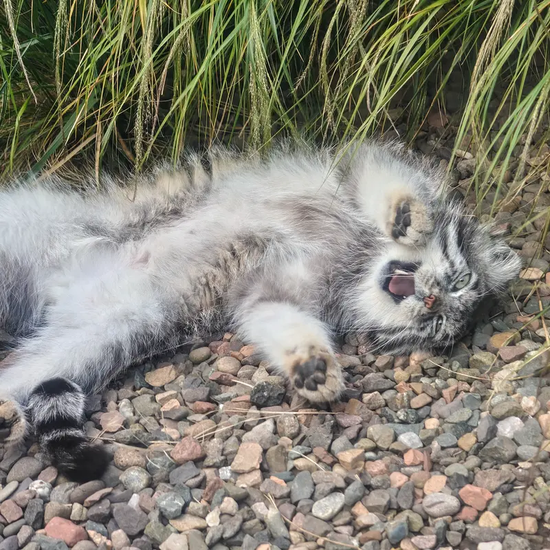 A photograph of Akiko in Edinburgh Zoo
