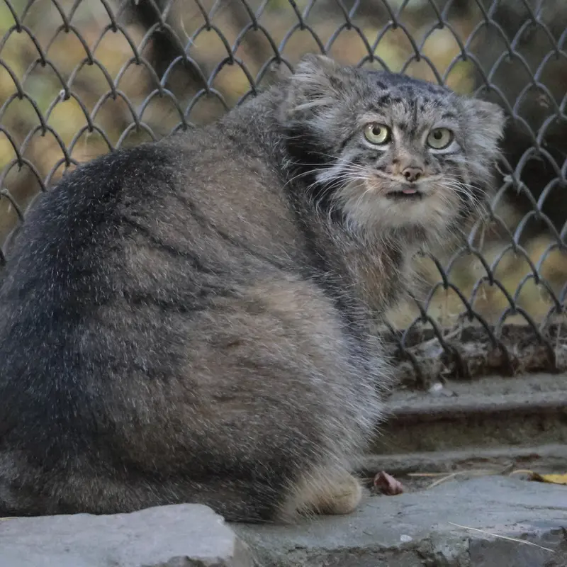 A photograph of Adele in Novosibirsk Zoo