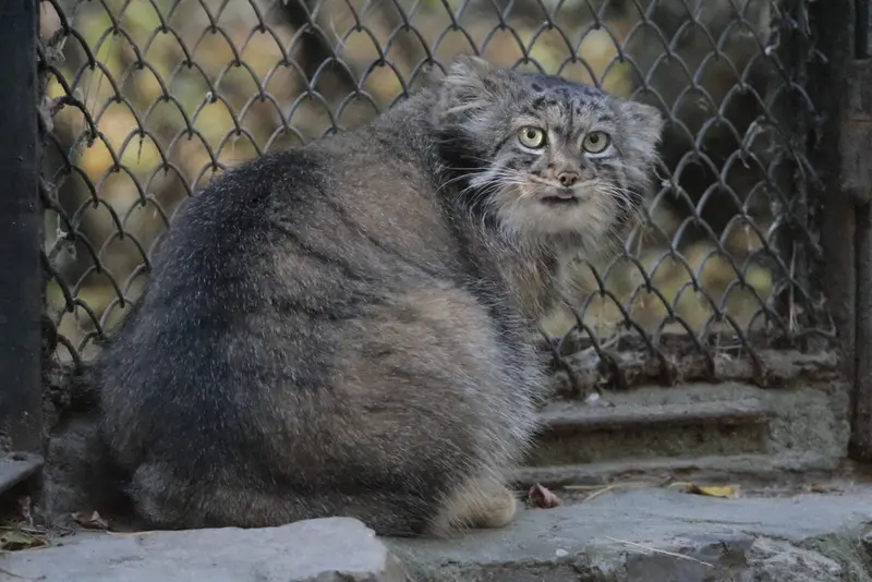 A photograph of Adele in Novosibirsk Zoo