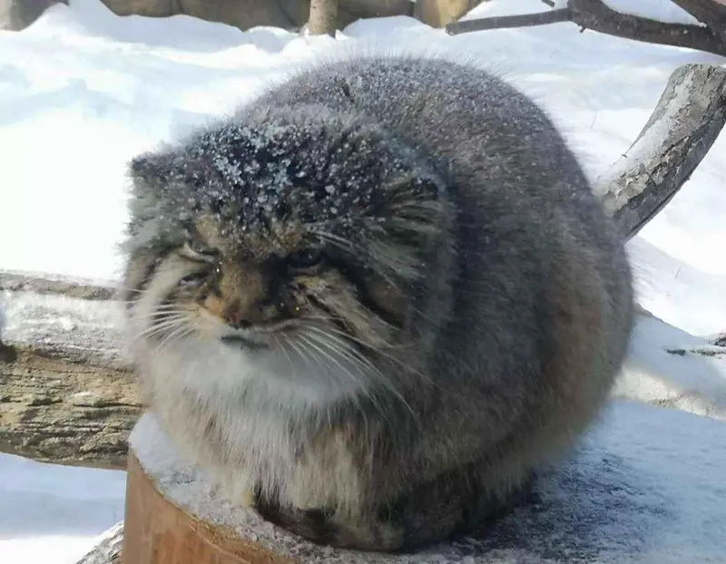 A photograph of a Pallas's cat
