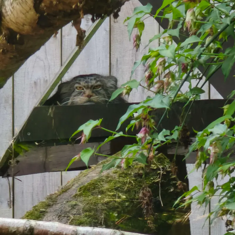 A photograph of Ewok in Tregomeur Zoo