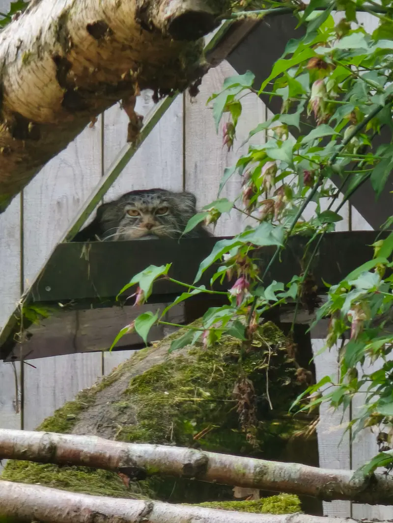 A photograph of Ewok in Tregomeur Zoo