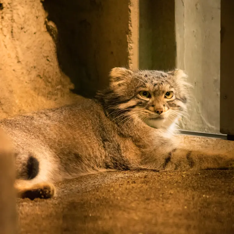 A photograph of Figa in Nogeyama Zoo