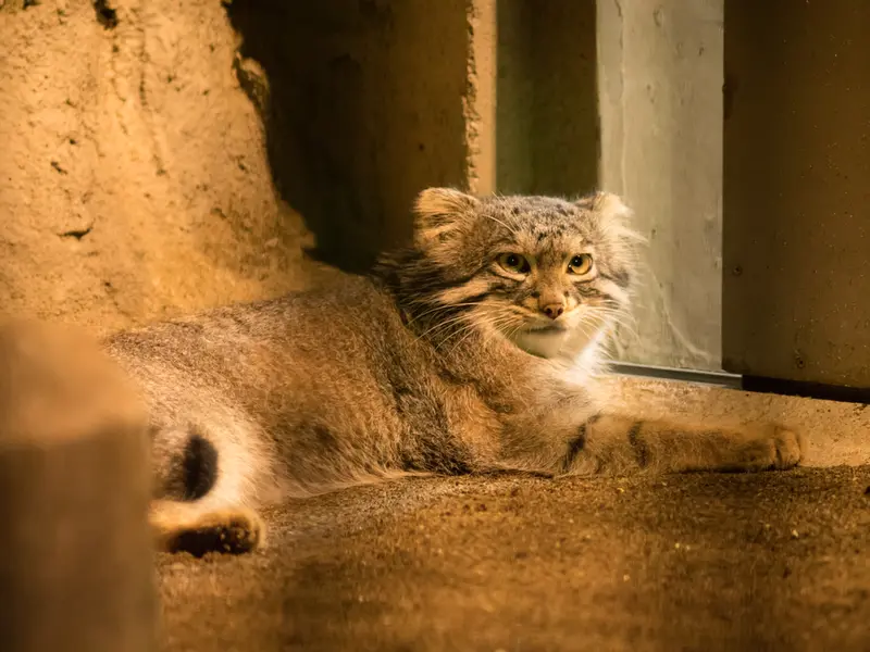 A photograph of Figa in Nogeyama Zoo