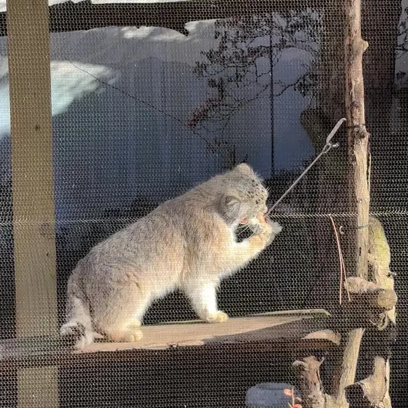 A photograph of a Pallas's cat in Potter Park Zoo