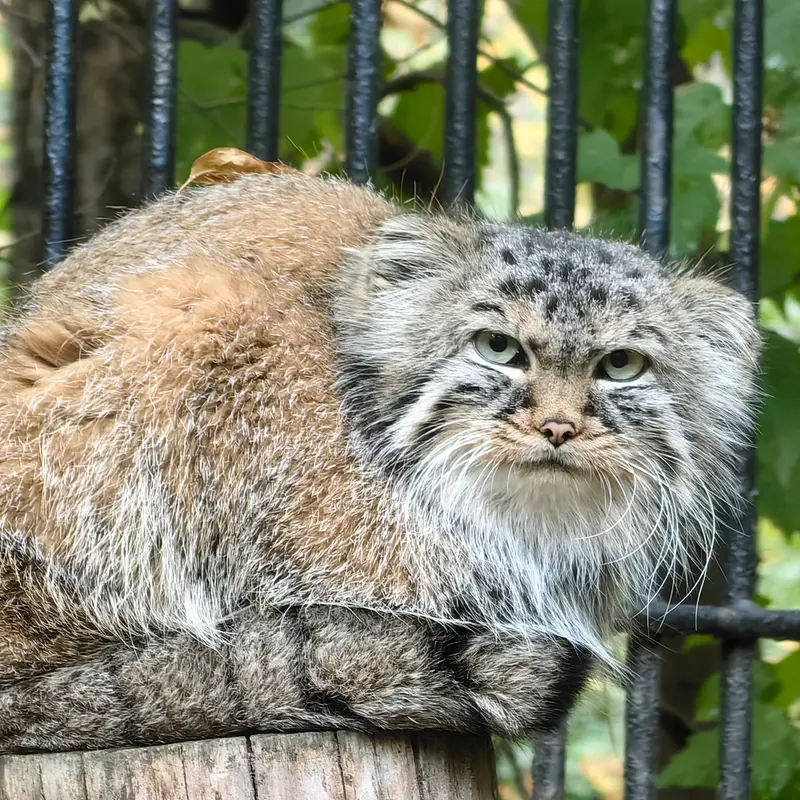 A photograph of Gabi in Novosibirsk Zoo