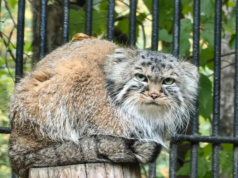 A photograph of Gabi in Novosibirsk Zoo
