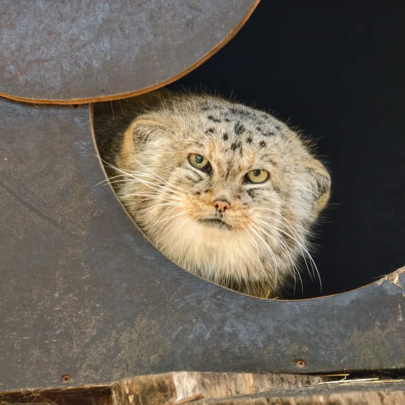 A photograph of Alani in Košice Zoo
