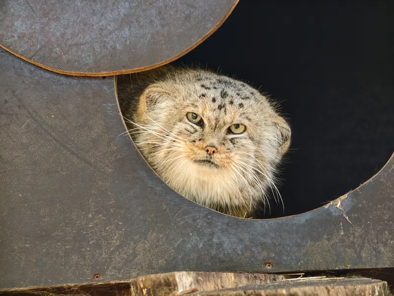 A photograph of Alani in Košice Zoo