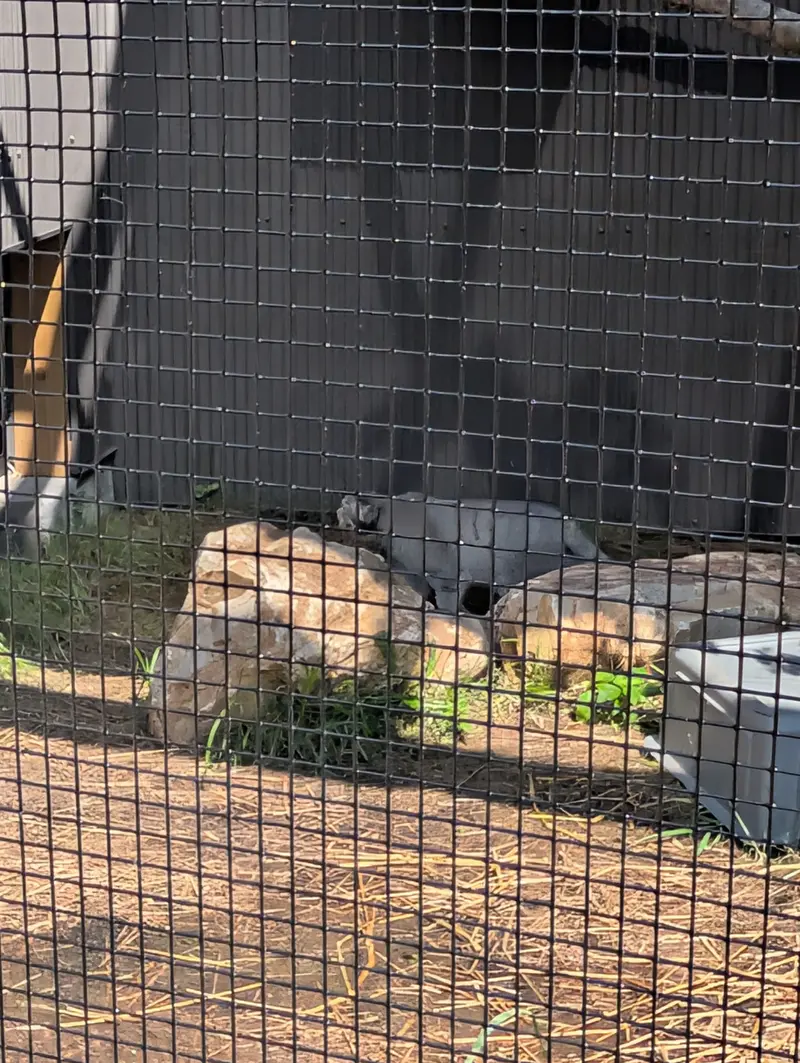 A photograph of a Pallas's cat in Elmwood Park Zoo