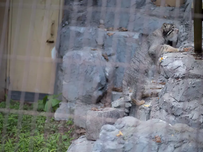 A photograph of Hide in Asahiyama Zoo