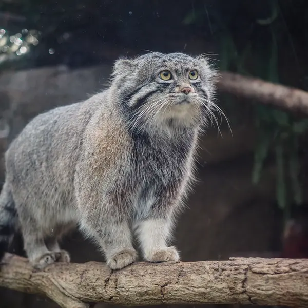 A photograph of Nar in Kobe Animal Kingdom