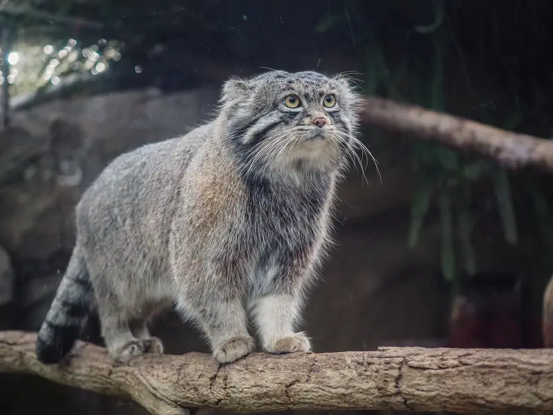 A photograph of Nar in Kobe Animal Kingdom