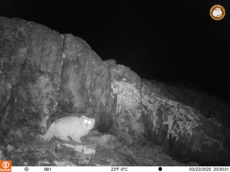 A photograph of Otocolobus manul manul from Aktas-Kunkora camera trap