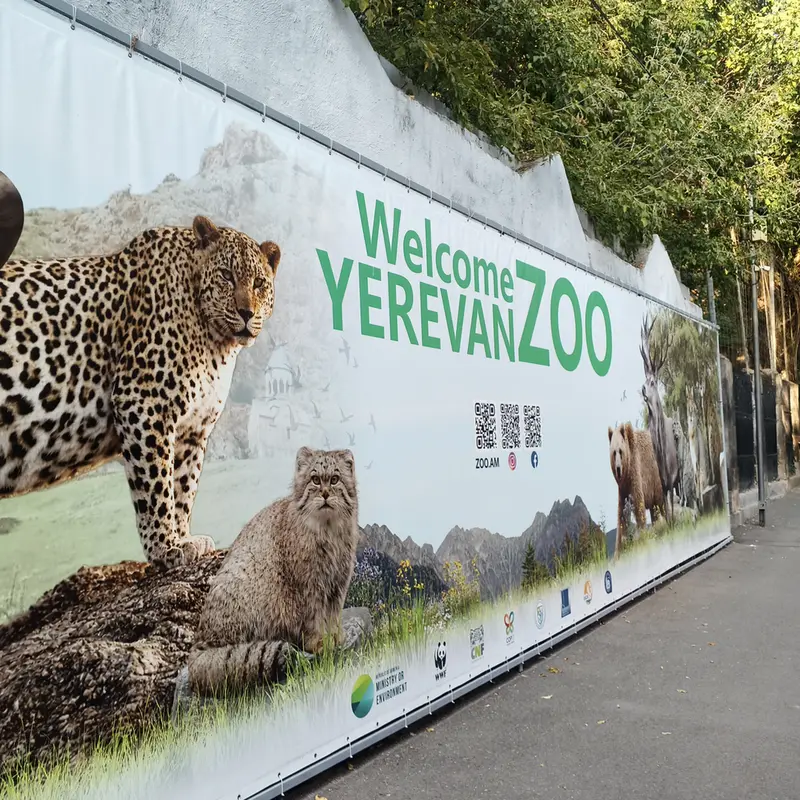 A photograph of a Pallas's cat in Yerevan Zoo