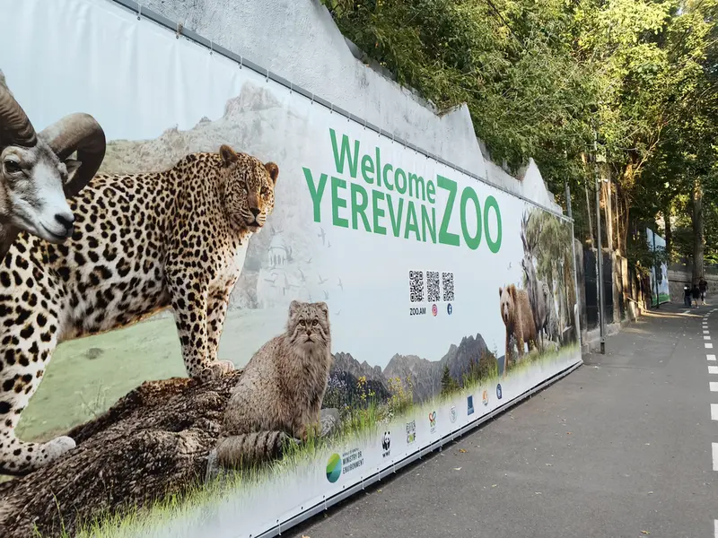 A photograph of a Pallas's cat in Yerevan Zoo