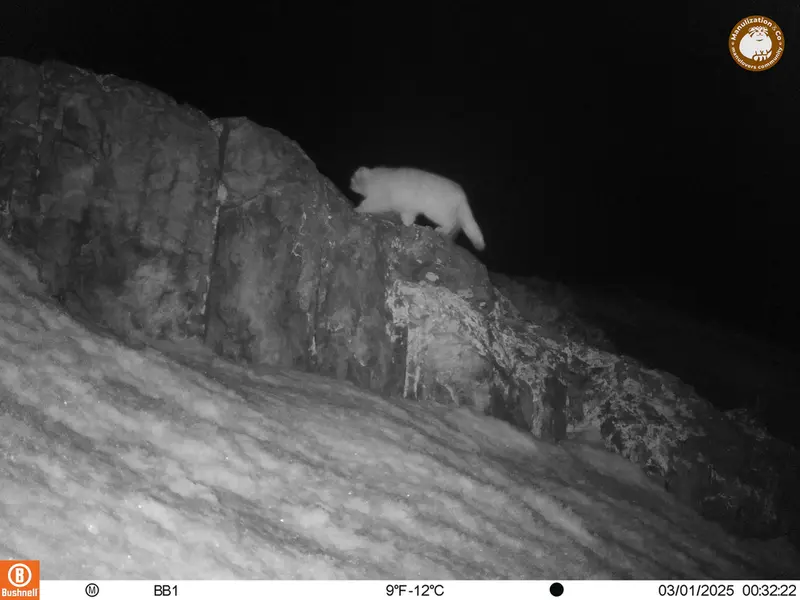 A photograph of Otocolobus manul manul from Aktas-Kunkora camera trap