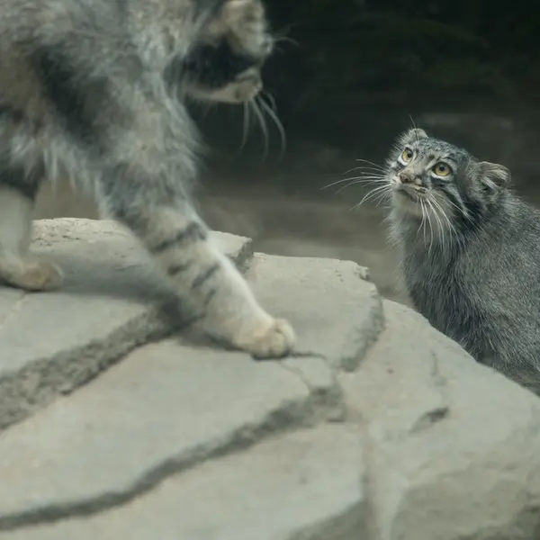 A photograph of Oto and Mei in Kobe Animal Kingdom