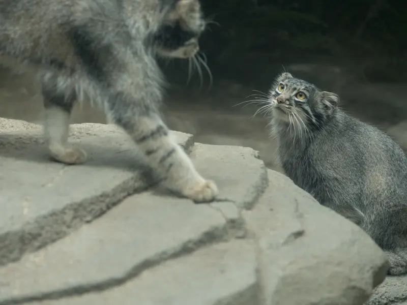 A photograph of Oto and Mei in Kobe Animal Kingdom